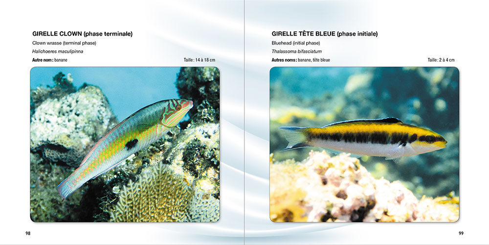 Guide des poissons des Caraïbes – Image 3